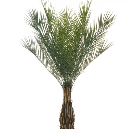 Palmier Phœnix 165cm Artificiel Anti-UV