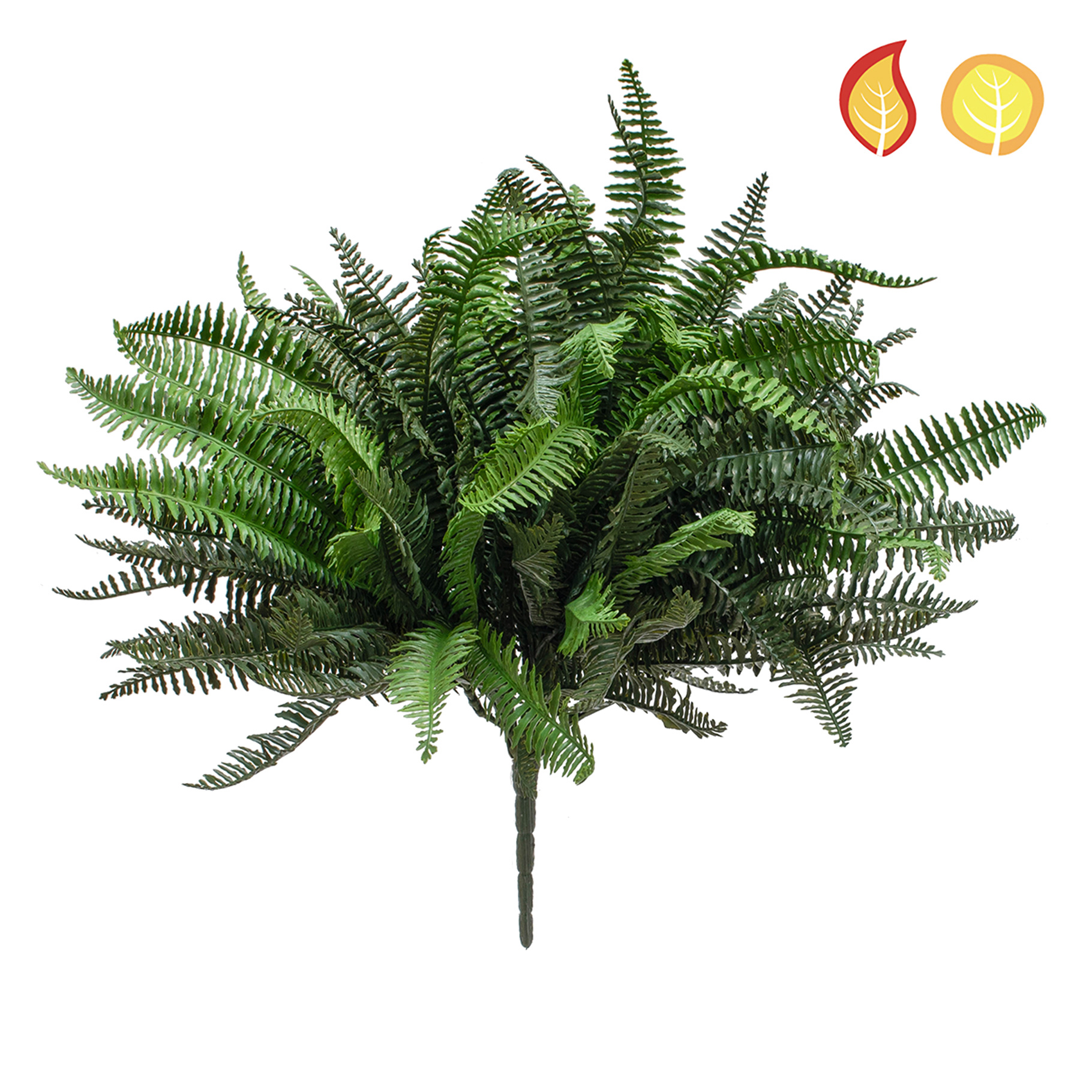 Fougère de Boston Anti-UV 42cm – Buisson Compact FR UV