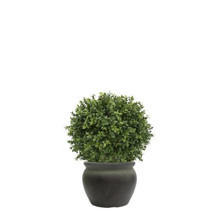 Boule de Buis Anti-UV 50cm – Cragside