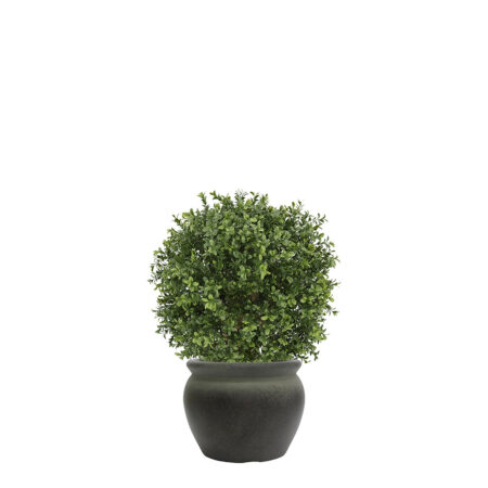 Boule de Buis Anti-UV 60cm – Cragside