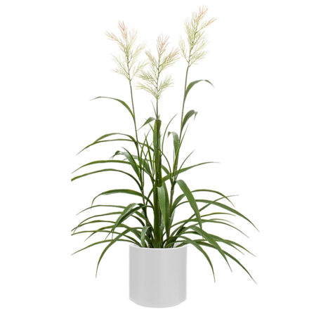 Panicum Virgatum Anti-UV en Bac Stockholm – Compact