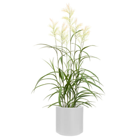 Panicum Virgatum Anti-UV en Bac Stockholm – Grand